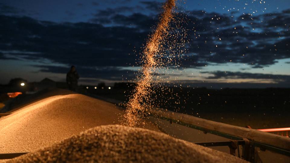 How wheat's ancestry holds the key to food security