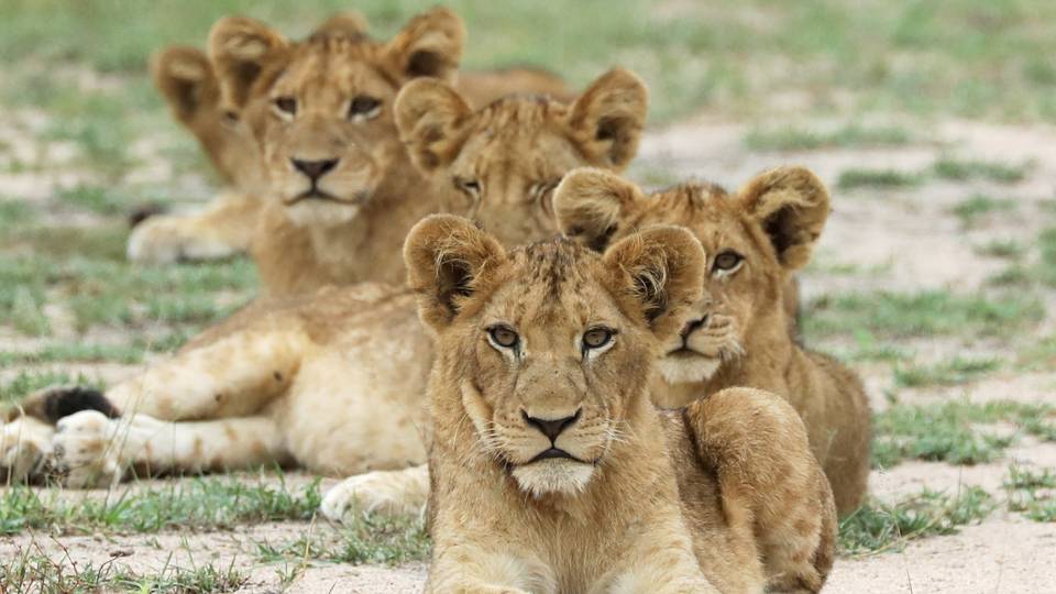 World Lion Day: You’re Killing Them Softly