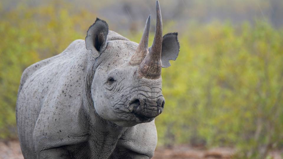 How AI and Kenyan rangers form a crack team to save rhinos