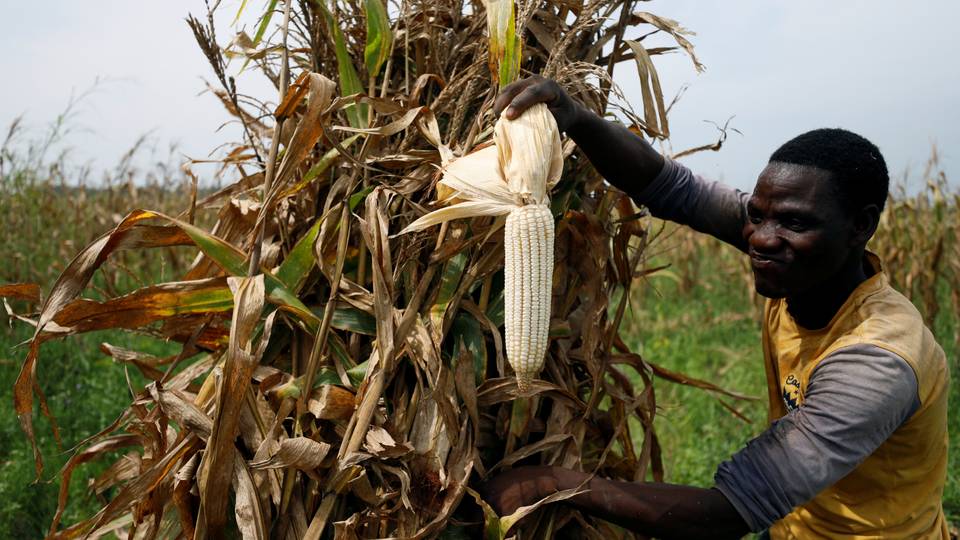 Nigeria moves to criminalise maize exports