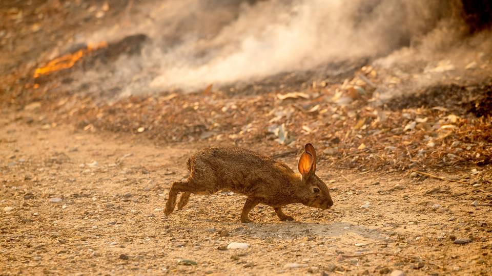 Comment les incendies de Los Angeles traumatisent aussi les animaux…