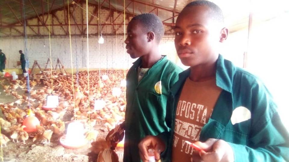 'Village Chiken': How a former civil servant is bridging Rwanda's protein gap