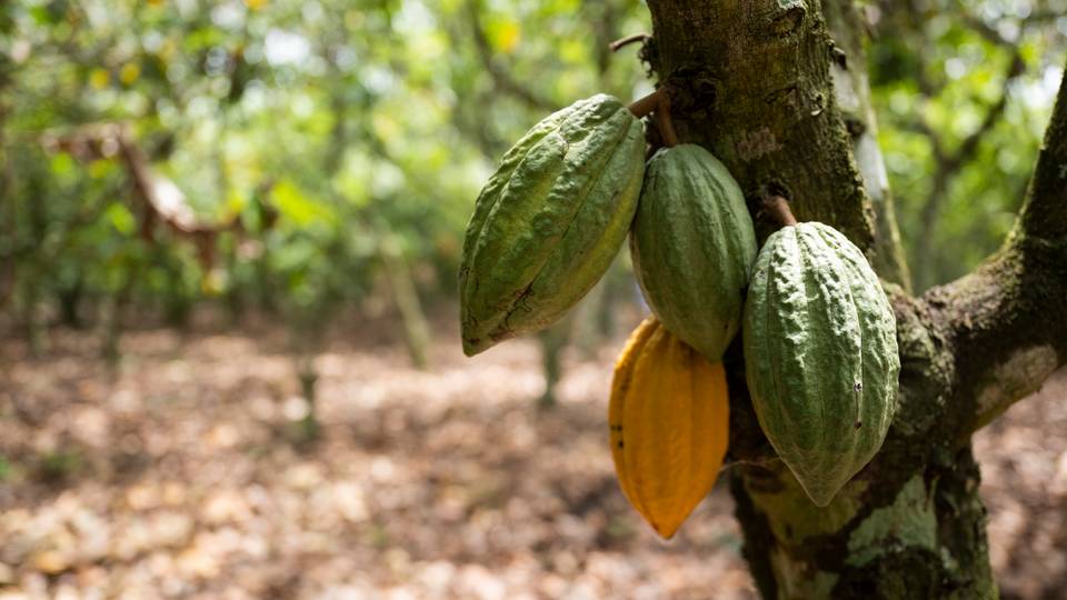 Ghana raises cocoa price paid to farmers by nearly 45%