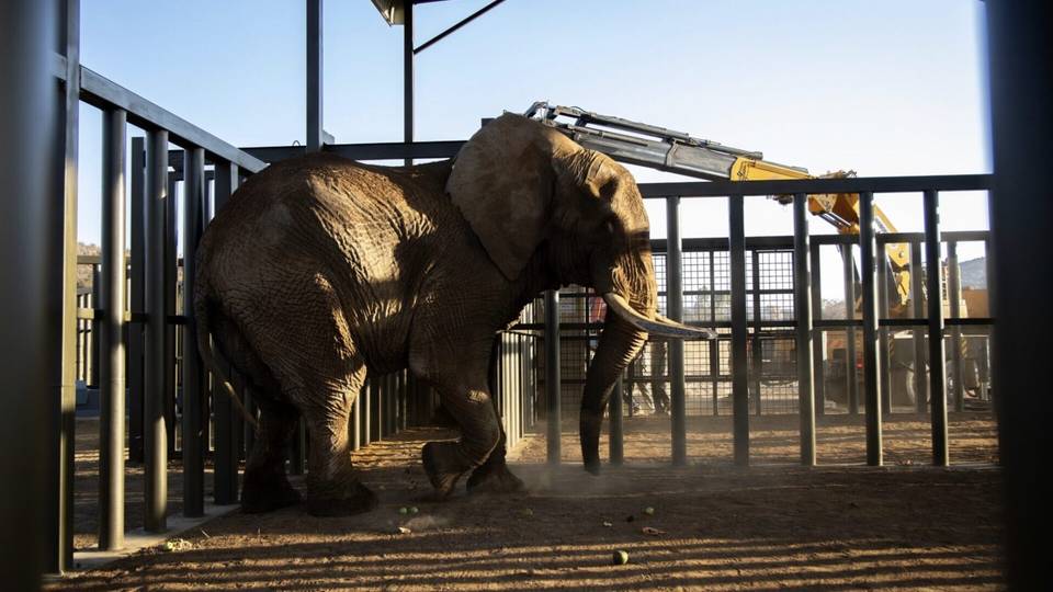 Charley: South Africa's last zoo elephant freed after 40 years