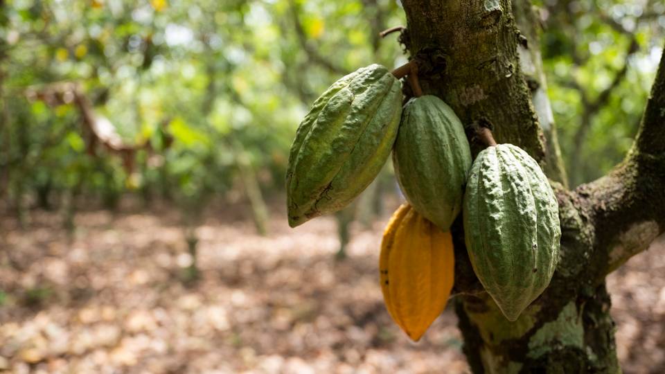 Ghana lost 160,000 tonnes of cocoa to smuggling in 2023/24