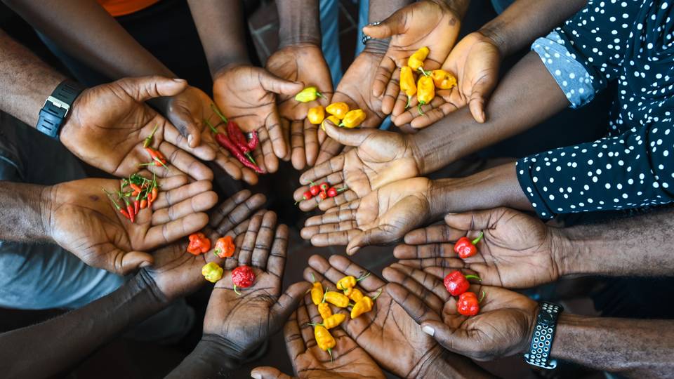 Frozen for the future: Global seed bank receives historic deposit