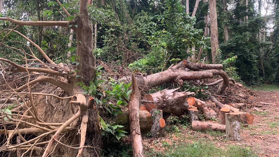 Sibang Arboretum: How Libreville's lungs are under threat