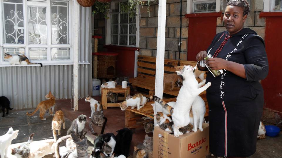 ‘Cat-astrophic’: Kenyans reject cat tax