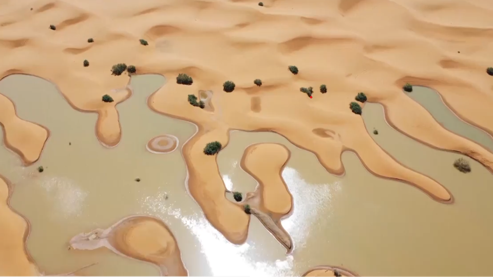 How rare rains have changed the face of the Sahara Desert