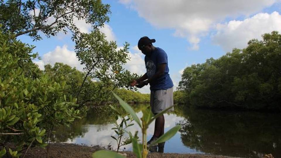 The mangrove guardian: A marine biologist fighting climate change in Kenya