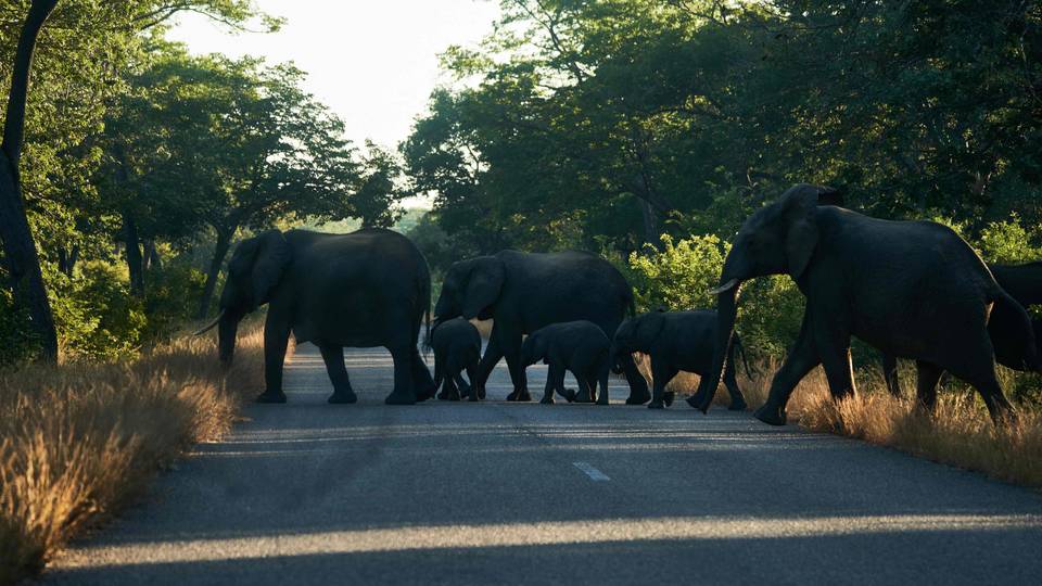 Wildlife cull: Why Namibia-Zimbabwe's move is a wild gamble