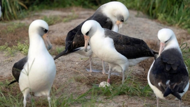 World's oldest-known wild bird lays egg at age 74