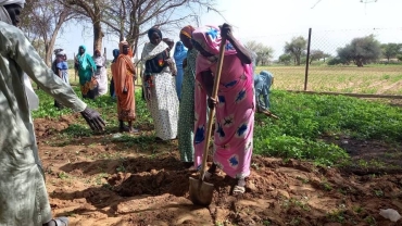 Great Green Wall: Chad's fortress against the desert