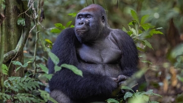 Congo-Brazzaville's Nouabalé-Ndoki park feted for its ecological integrity