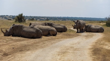 How Africa's monitored wildlife shrunk by 76% in 50 years