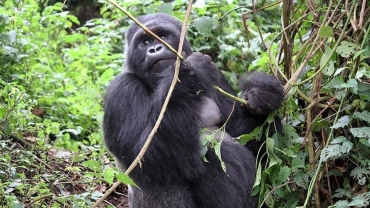 Endangered mountain gorillas making an inspiring comeback