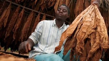 Malawi sees huge boost in tobacco revenue despite drought