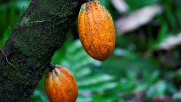 Dryer weather help Côte d'Ivoire's cocoa crop grow