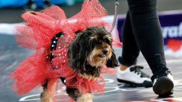 Dogtober Fest cements bond of canine companionship