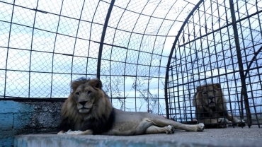 Preying on the predator: How cage breeding in South Africa threatens lions