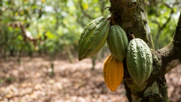 Côte d'Ivoire farmers need more rain to boost cocoa crop